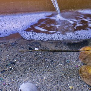 Cornetfish (Fistularia tabacaria)