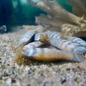 Chain Catshark (Scyliorhinus retifer) egg cases