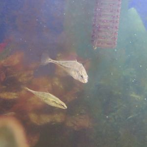 Fourspine Stickleback (Apeltes quadracus)