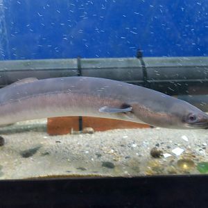 American Eel (Anguilla rostrata)