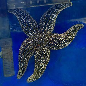 Forbes's Sea Star (Asterias forbesi)