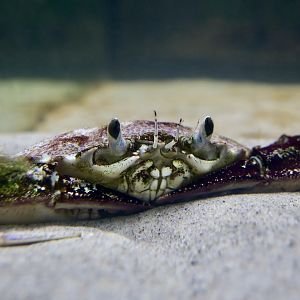 Lady Crab (Ovalipes ocellatus)