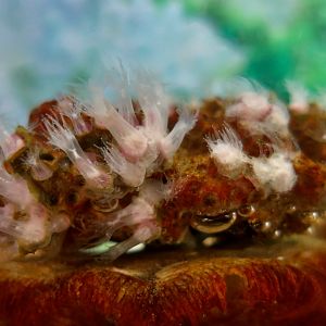 Northern Star Coral (Astrangia poculata)