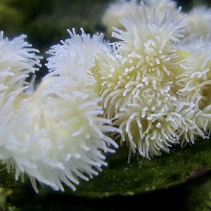 Dahlia Anemone (Urticina felina)