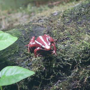Santa Isabel Poison Dart Frog (Epipedobates anthonyi "Santa Isabel")