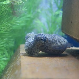 Stumpy-Spined Cuttlefish (Sepia bandensis)
