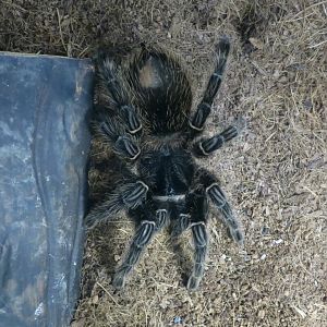Brazilian Salmon Pink Birdeater (Lasiodora parahybana)