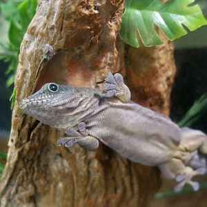 Standing's Day Gecko (Phelsuma standingi)