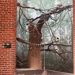 Tropic Zone - Entrance Aviary