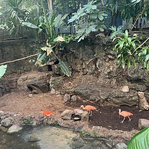 Tropic Zone - Former (?) Great Malayan Chevrotain Exhibit