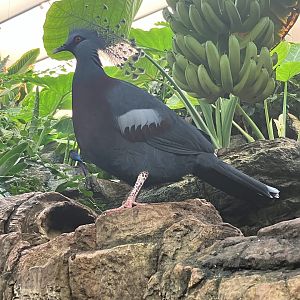 Victoria Crowned Pigeon