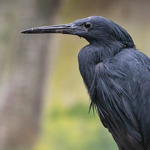 Black heron (Egretta ardesiaca)