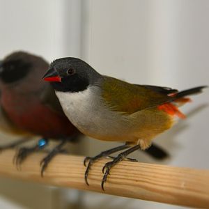 Swee waxbill (Coccopygia melanotis)