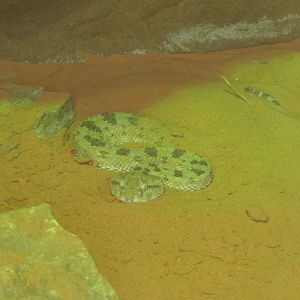 Saharan Horned Viper