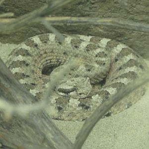 Sidewinder Rattlesnake