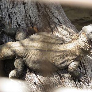 Spotted Chuckwalla