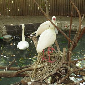 Nesting African Spoonbills