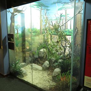 Fiji Banded Iguana Exhibit