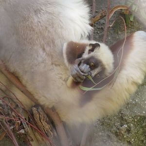 Baby Coquerel's Sifaka
