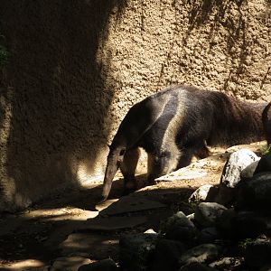 Giant Anteater