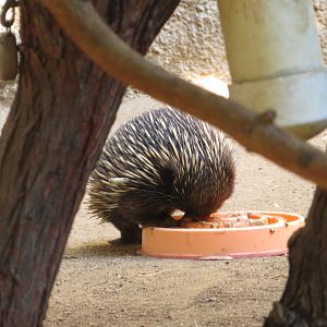 Echidna Feeding