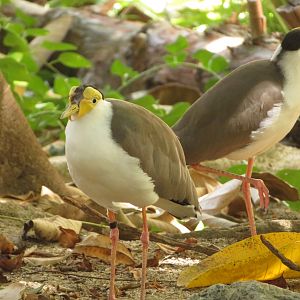 Masked Lapwings