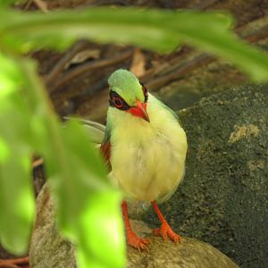 Indochinese Green Magpie