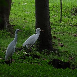 Eastern cattle egret (Bubulcus coromandus)