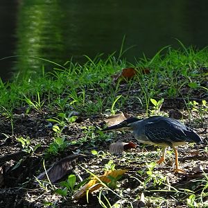 Striated heron (Butorides striata javanica)