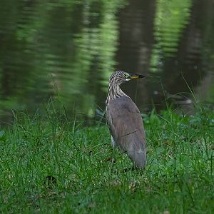 Chinese/Javan pond-heron (Ardeola sp)