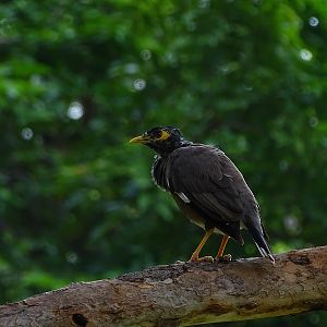 Common myna (Acridotheres tristis tristis)