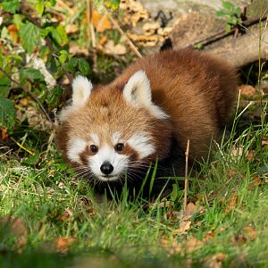 Red panda cub, ZSL Whipsnade, UK
