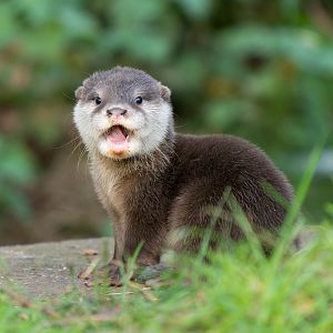 Asian short clawed otter pup, ZSL Whipsnade, UK