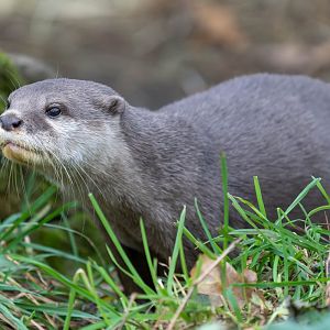 Asian short clawed otter, ZSL Whipsnade, UK