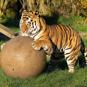 Amur tiger (Czar), ZSL Whipsnade, UK