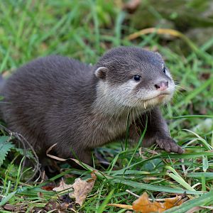 Asian short clawed otter pup, ZSL Whipsnade, UK