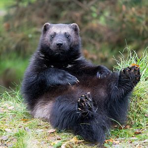 Wolverine, ZSL Whipsnade, UK