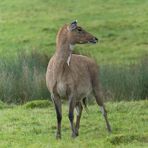 Nilgai, ZSL Whipsnade, UK