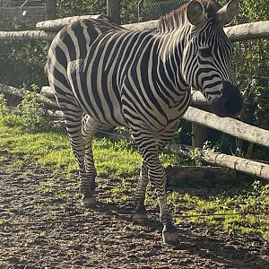 Grant’s zebra 051123