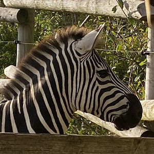 Grant’s zebra 051123