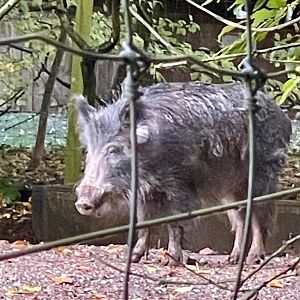 Central European wild boar 061123