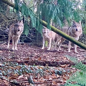 Eurasian wolves 061123