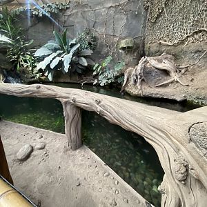 Elephants of the Asian Forest - Aquatic exhibit 241123
