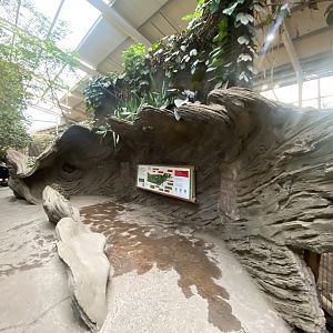 Elephants of the Asian Forest 241123