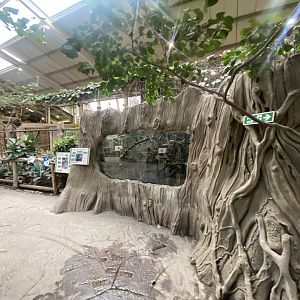 Elephants of the Asian Forest - Northern Luzon cloud rat exhibit 241123