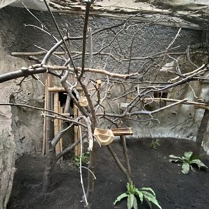 Elephants of the Asian Forest - Northern Luzon cloud rat exhibit 241123