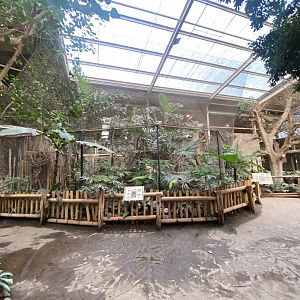 Elephants of the Asian Forest - Great hornbill exhibit 241123