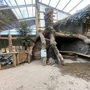 Elephants of the Asian Forest 241123