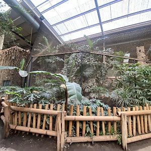 Elephants of the Asian Forest - Great hornbill aviary 241123