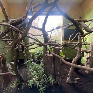 Islands - Goodfellow’s tree-kangaroo enclosure 241123